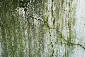 A close-up of mold growing on a white bathroom wall above a discolored tile backsplash.
