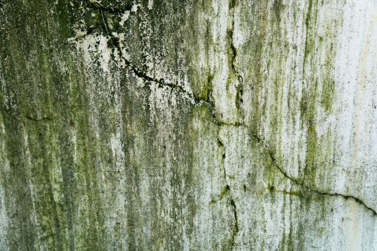 A close-up of mold growing on a white bathroom wall above a discolored tile backsplash.