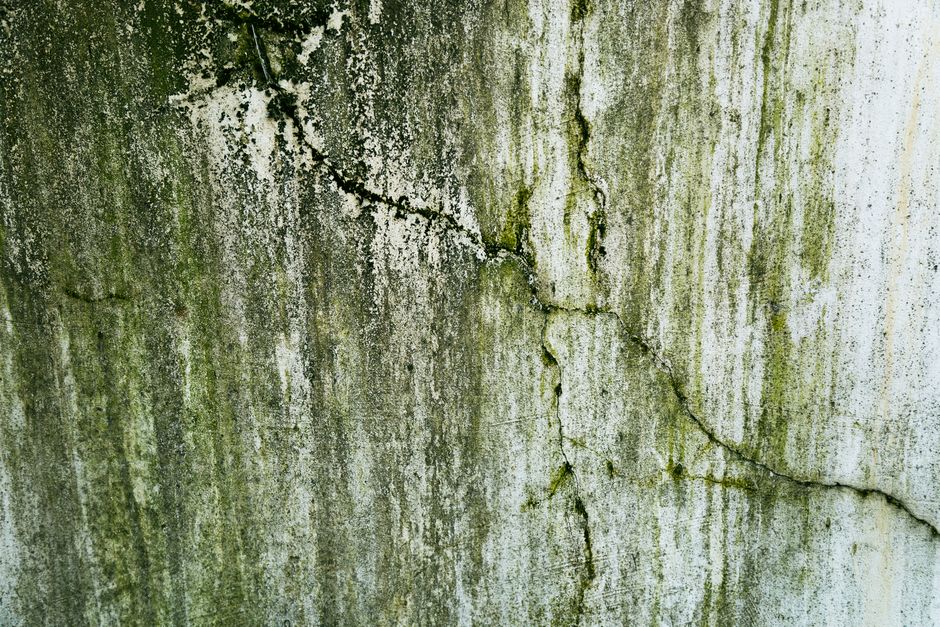 A close-up of mold growing on a white bathroom wall above a discolored tile backsplash.