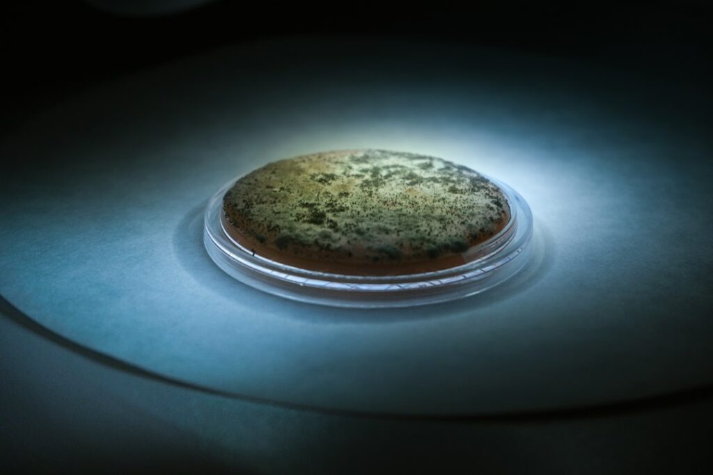 Homeowner examines a mold testing dish beside a damp wall and moisture meter.